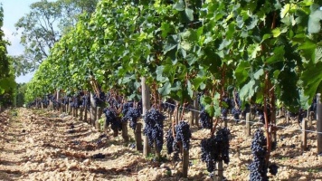 Как сделать надежную шпалерную систему для виноградника своими руками?