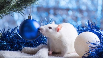 В Новый год , в 2020  год белой металлической крысы!