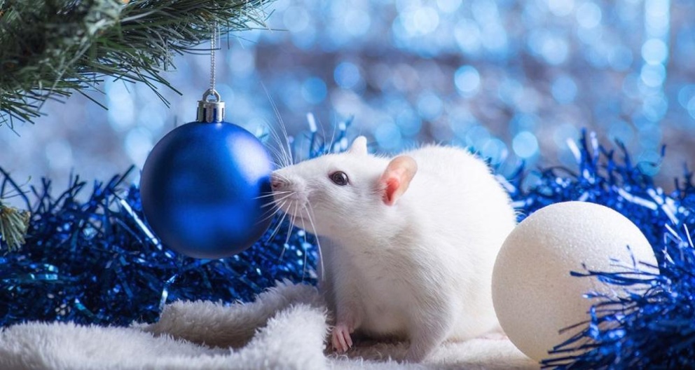 В Новый год , в 2020  год белой металлической крысы!